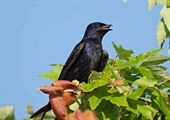 Incorporating birdhouses in the yard can help preserve endangered species