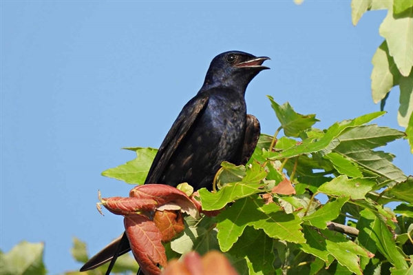 Incorporating birdhouses in the yard can help preserve endangered species