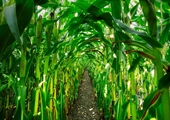 Late spring planting leads to Virginia’s fall corn mazes