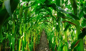 Late spring planting leads to Virginia’s fall corn mazes