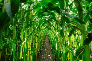 Late spring planting leads to Virginia’s fall corn mazes