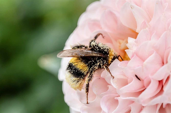 Celebrate and support Virginia pollinators during national observance