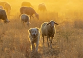 AFBF accepting nominations for 2025 Farm Bureau Dog of the Year contest