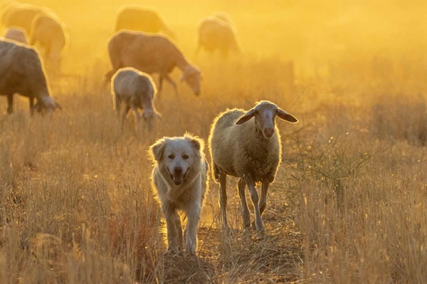 AFBF accepting nominations for 2025 Farm Bureau Dog of the Year contest