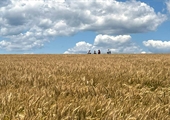 Wheat tour reveals promising crop progress