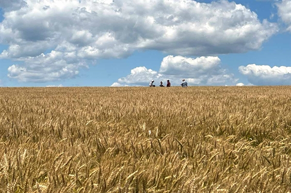 Wheat tour reveals promising crop progress