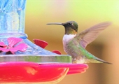 Help out hummingbirds by hanging up feeders