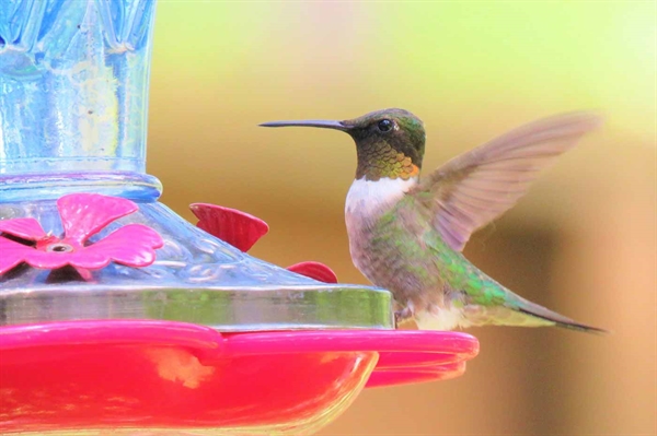 Help out hummingbirds by hanging up feeders