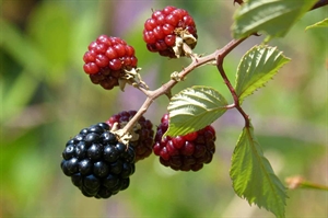 Berry bonanza: Blackberry, blueberry growers expecting a bountiful season