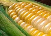 Summertime sweet corn reigns supreme