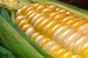 Summertime sweet corn reigns supreme