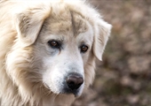 National Farm Dog of the Year deadline quickly approaching