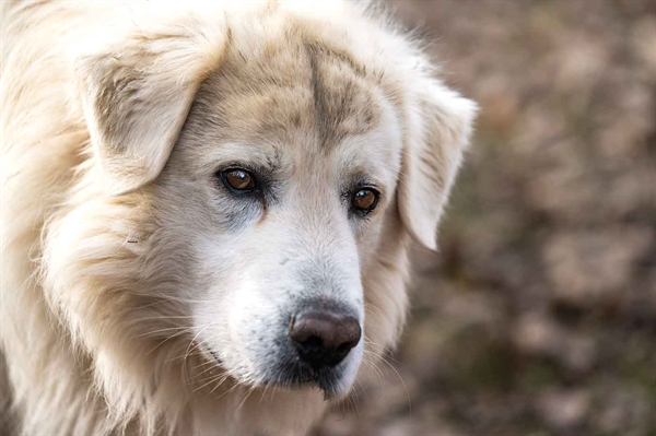 National Farm Dog of the Year deadline quickly approaching