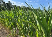Virginia farmers brace for drought as hot, dry weather persists