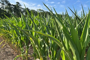 Virginia farmers brace for drought as hot, dry weather persists