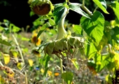 Virginia farmers hope for a stretch of rainy weather as moderate drought continues