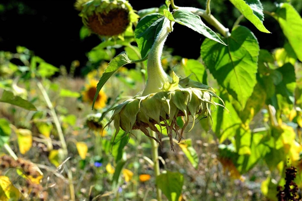 Virginia farmers hope for a stretch of rainy weather as moderate drought continues