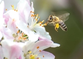 Study examines conservation programs that support pollinators