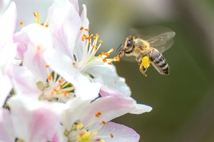 Study examines conservation programs that support pollinators