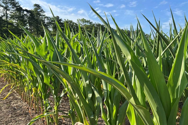 Majority of Virginia localities are under a drought advisory