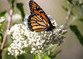 Study shows songbird habitats benefit monarch butterflies