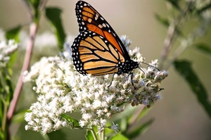 Study shows songbird habitats benefit monarch butterflies