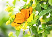 Benefit butterflies with a thriving backyard habitat