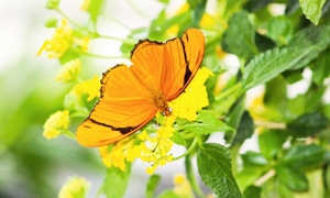 Benefit butterflies with a thriving backyard habitat