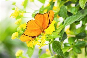 Benefit butterflies with a thriving backyard habitat