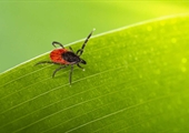 Tick-borne illness can cause confounding symptoms