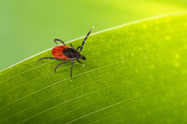 Tick-borne illness can cause confounding symptoms