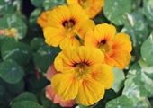 Growing edible flowers is reawakening an age-old tradition