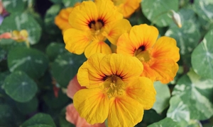 Growing edible flowers is reawakening an age-old tradition