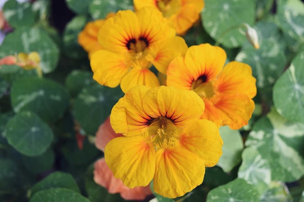 Growing edible flowers is reawakening an age-old tradition