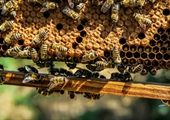 Va. residents can apply for free beekeeping equipment