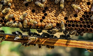 Va. residents can apply for free beekeeping equipment