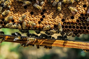 Va. residents can apply for free beekeeping equipment