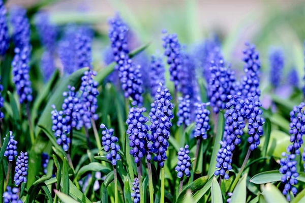 Order spring-blooming bulbs to plant in the fall