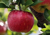 Virginia apple season offers ample selection of sweet treats