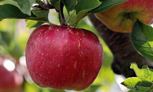 Virginia apple season offers ample selection of sweet treats