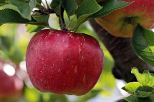 Virginia apple season offers ample selection of sweet treats