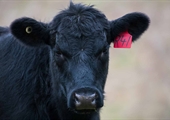 Beef prices surge to record highs, yet profits remain elusive for cattle farmers