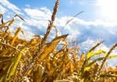 Virginia’s corn growers facing a bleak crop