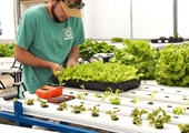 Food Bank combines aqua- and hydroponics to give back