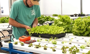 Food Bank combines aqua- and hydroponics to give back