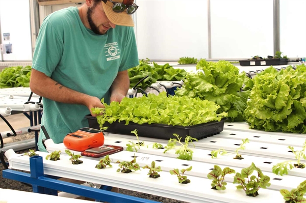 Food Bank combines aqua- and hydroponics to give back