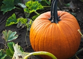 Virginia pumpkin growers welcoming customers after challenging growing season