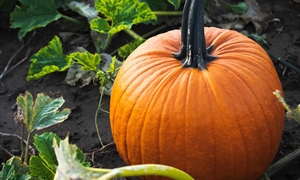 Virginia pumpkin growers welcoming customers after challenging growing season