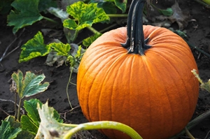 Virginia pumpkin growers welcoming customers after challenging growing season