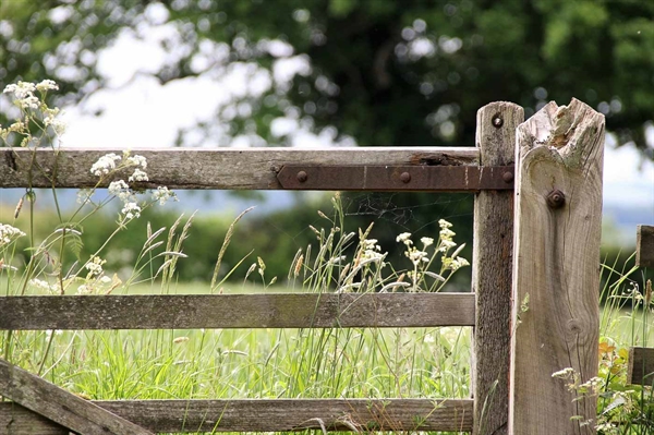 New farmers access land and livestock through sweat equity, relationships and luck